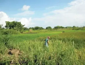 DISTRITO DE QUELIMANE PREVÊ PRODUÇÃO DE 83 MIL TONELADAS DE ALIMENTO